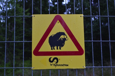 Danger musk ox sign